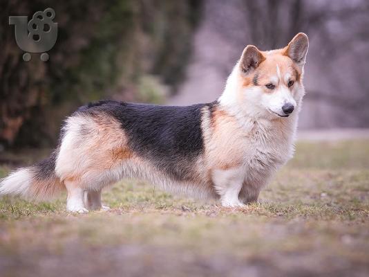 Corgi Welsh Pembroke